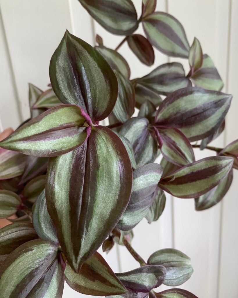 Tradescantia Zebrina Violet Hill