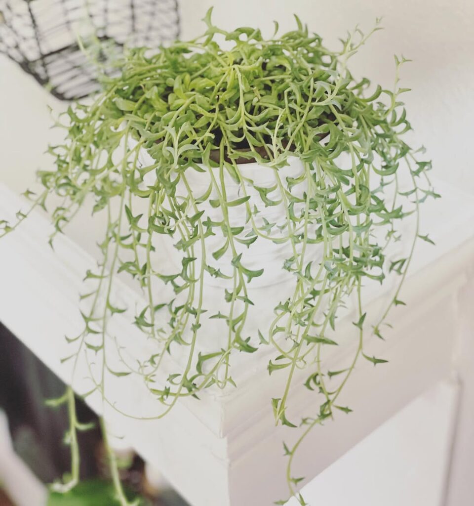 Trailing Dolphin Plant