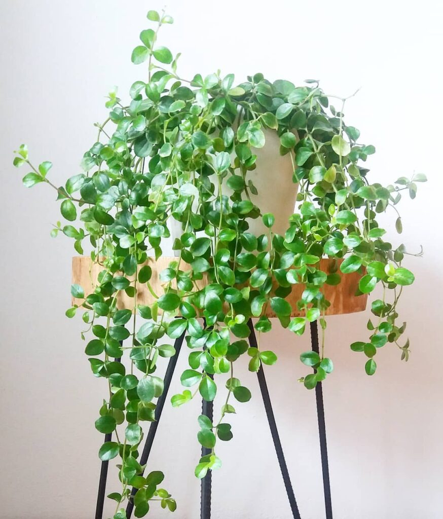 Trailing Jade Plant