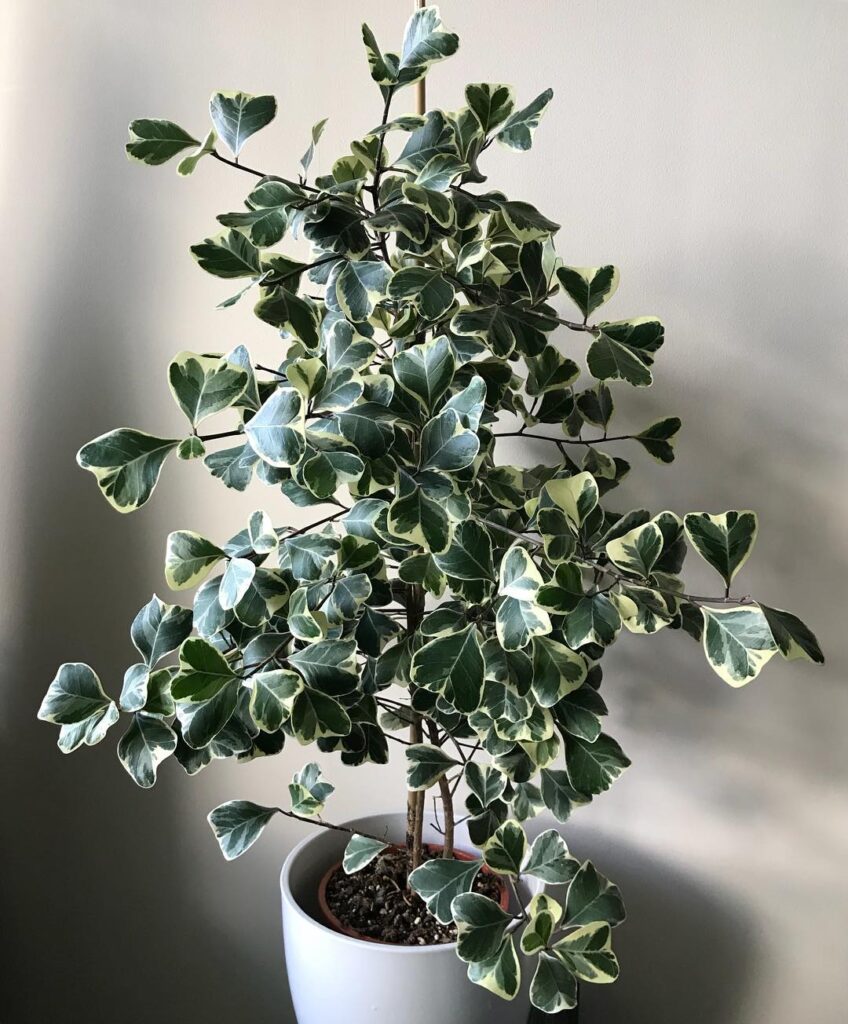 Triangular Ficus