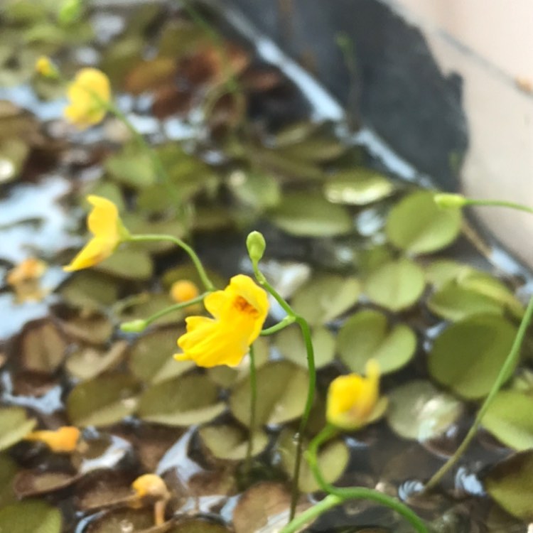 Utricularia gibba