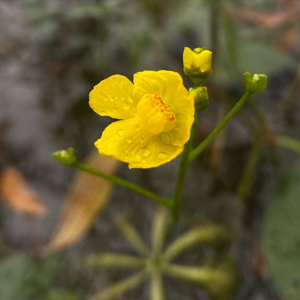 Utricularia inflata