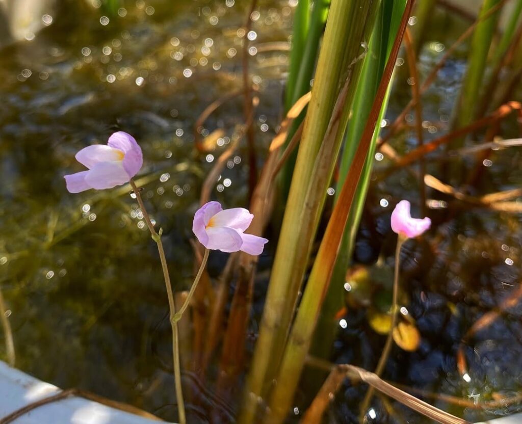 Utricularia purpurea