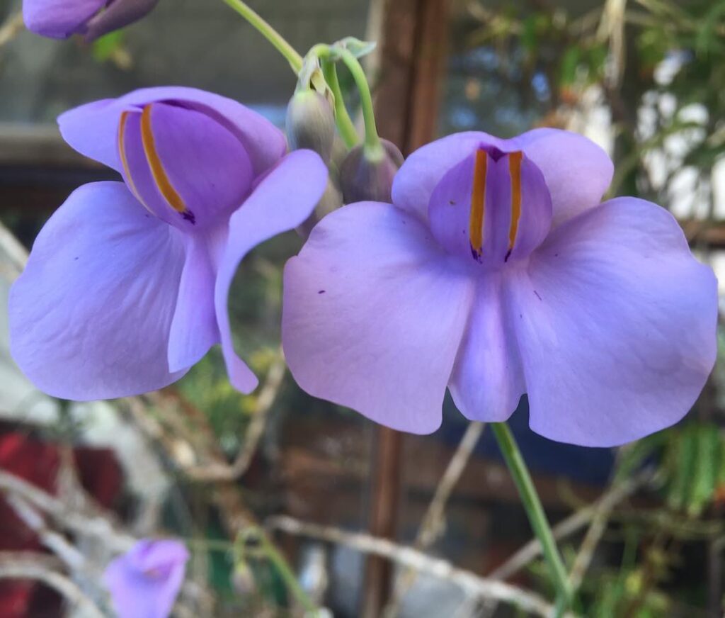 Utricularia reniformis