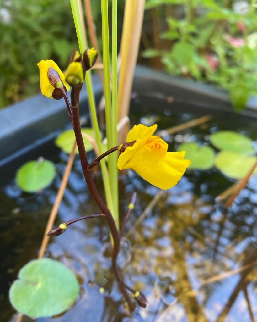 Utricularia vulgaris