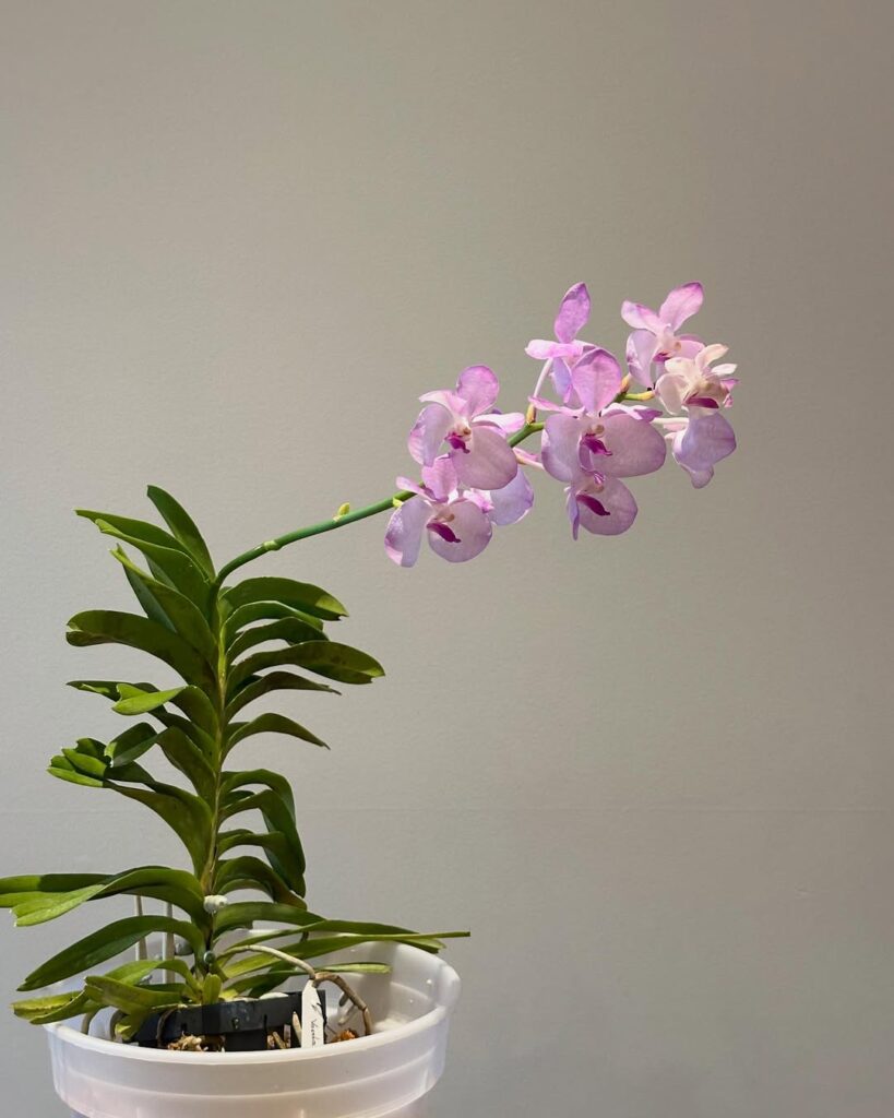Vanda
