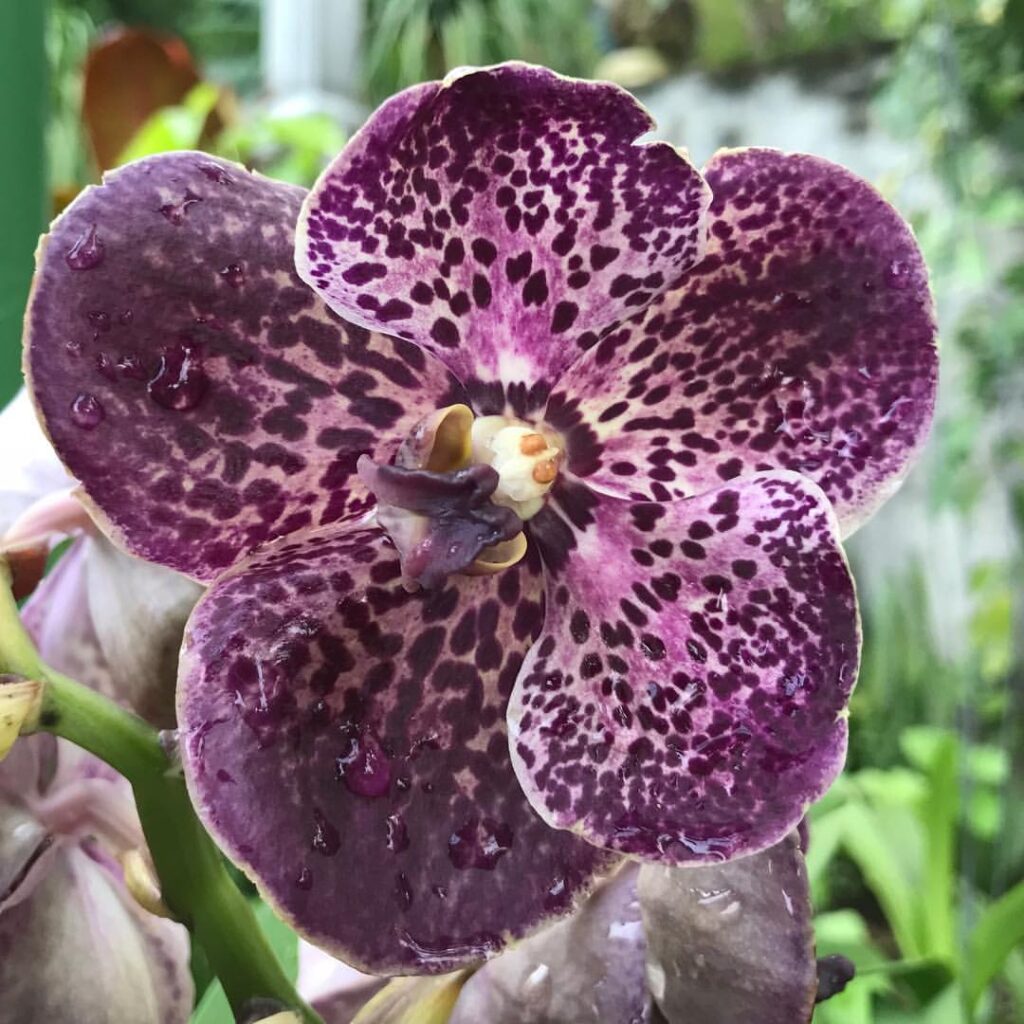 Vanda Black Magic