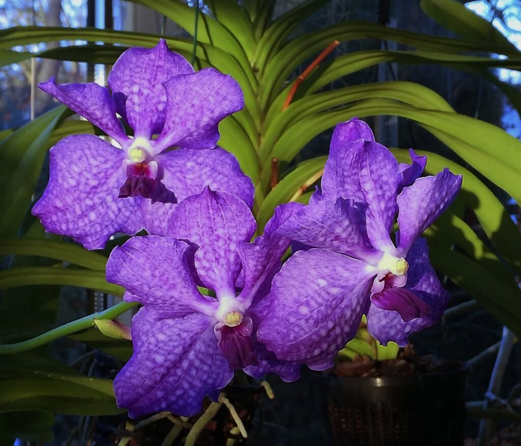 Vanda Blue Magic