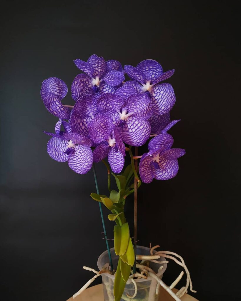 Vanda Orchid
