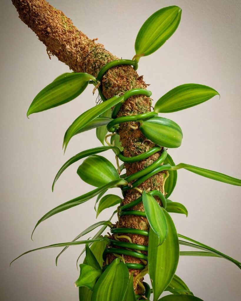 Vanilla Orchid