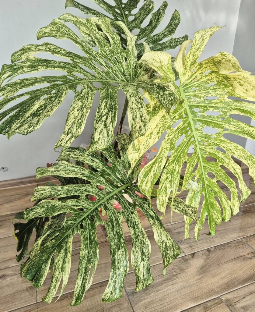Variegated Monstera Deliciosa