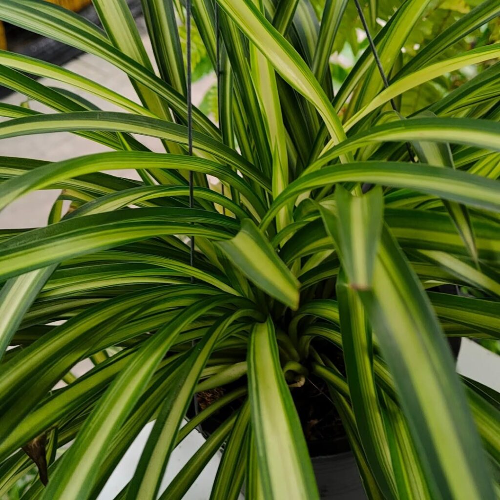 Variegated Spider Plant