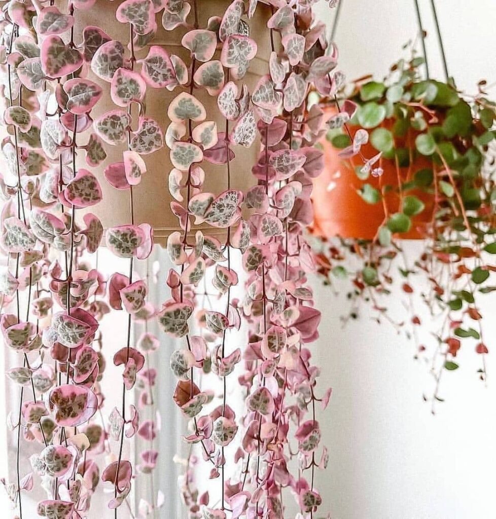 Variegated String of Hearts