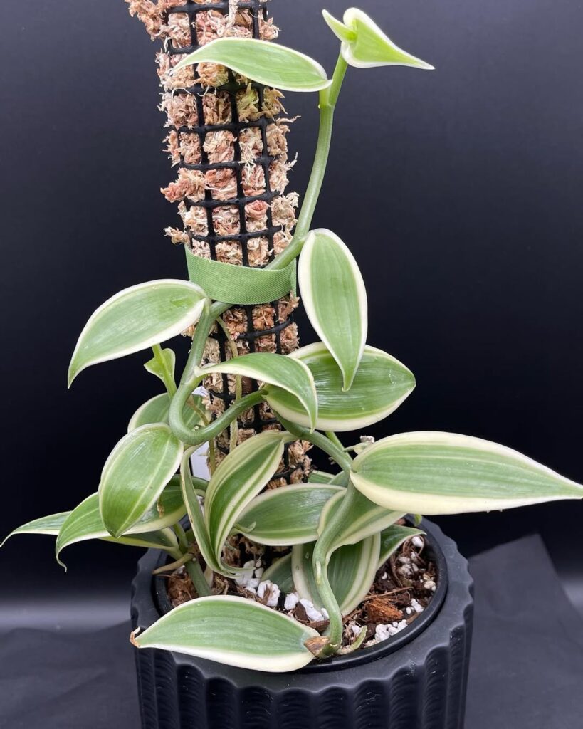Variegated Vanilla Orchid