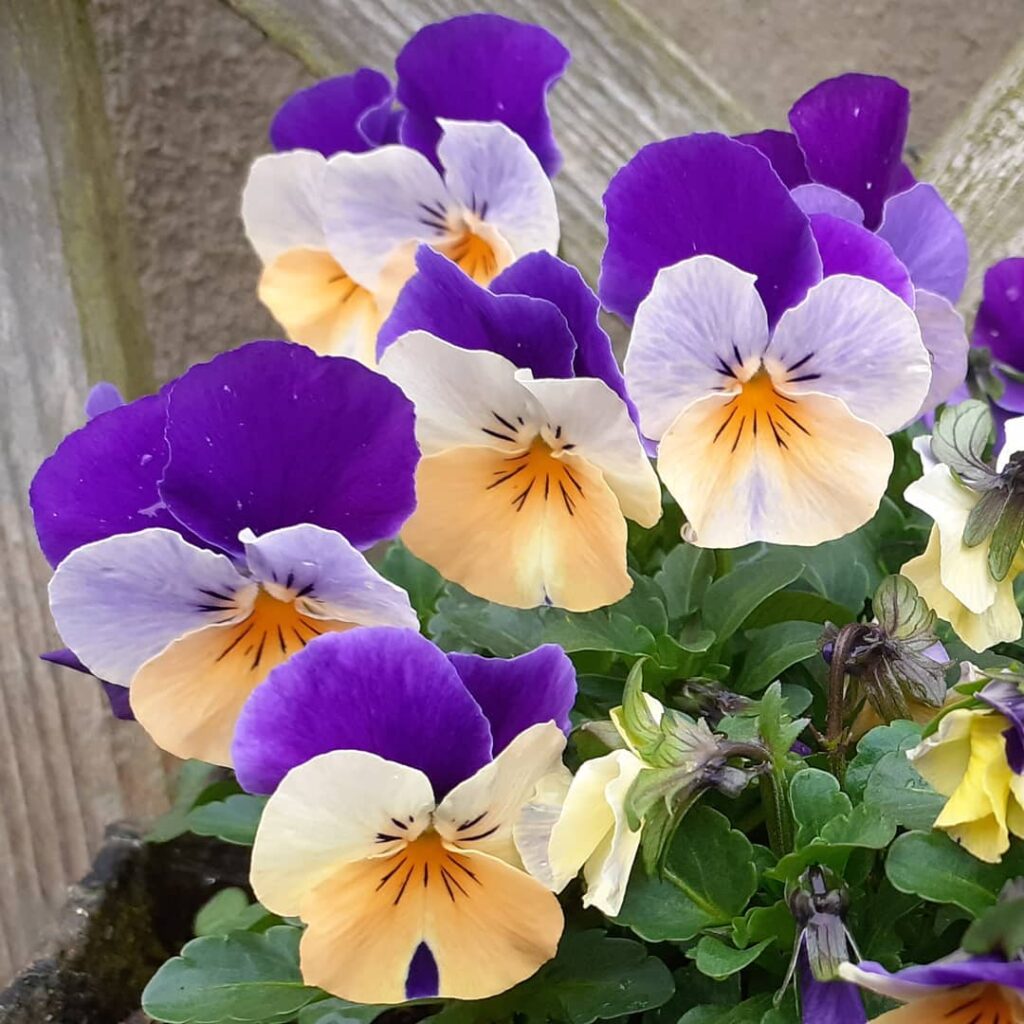 Violets