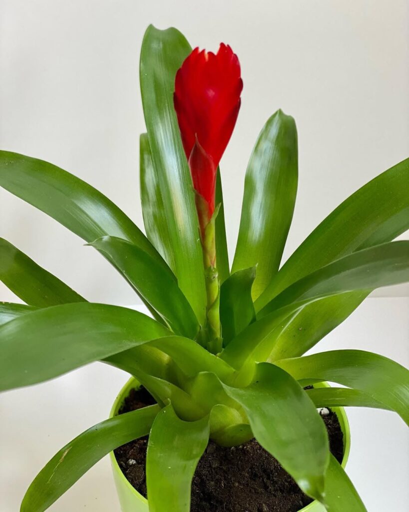 Vriesea Christiane