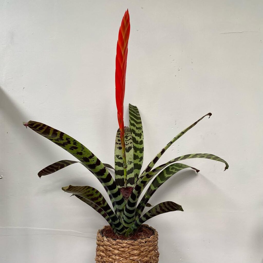 Vriesea Splenriet
