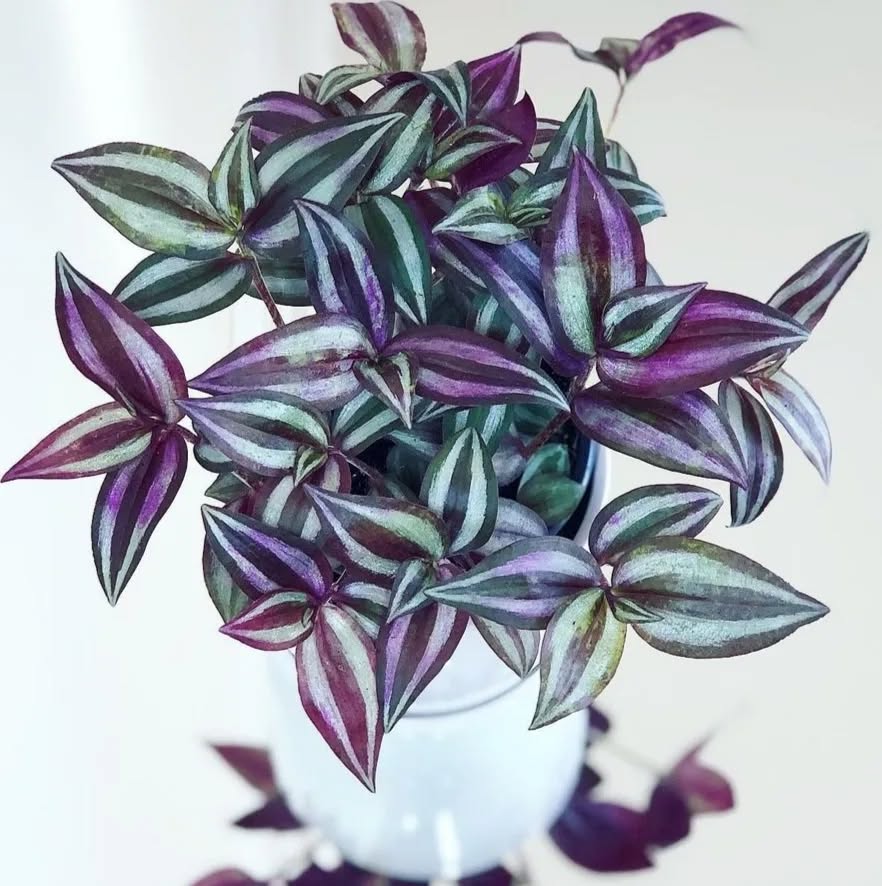 Wandering Jew 1