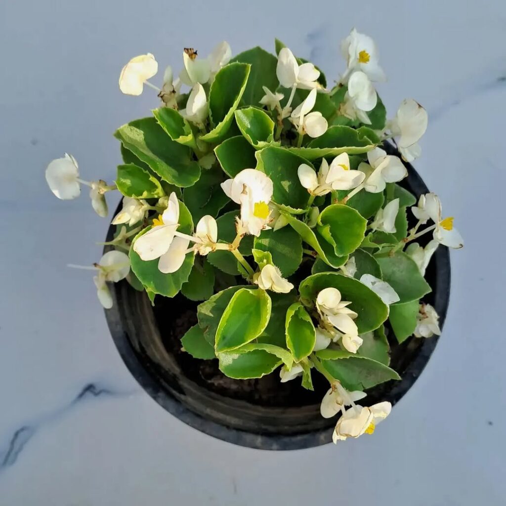 Wax Begonia 1