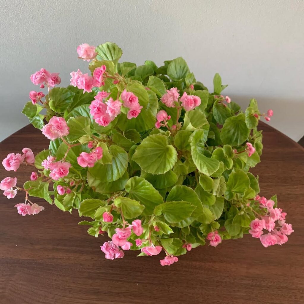 Wax Begonia