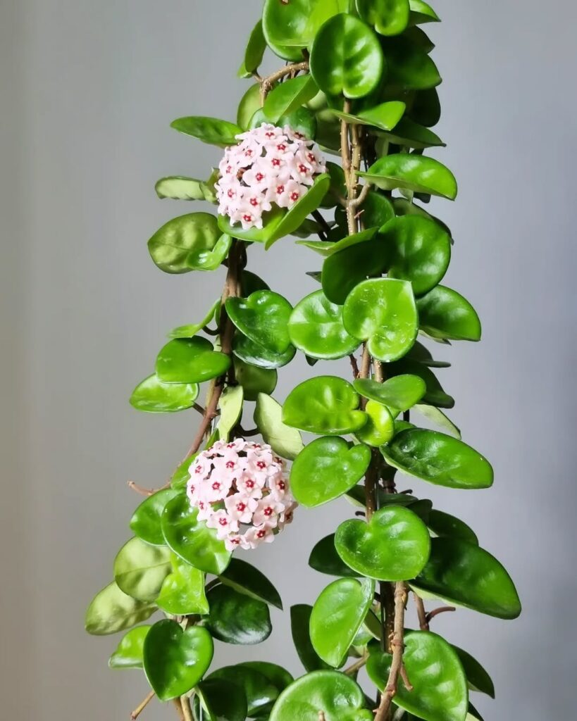 Wax Plant 1