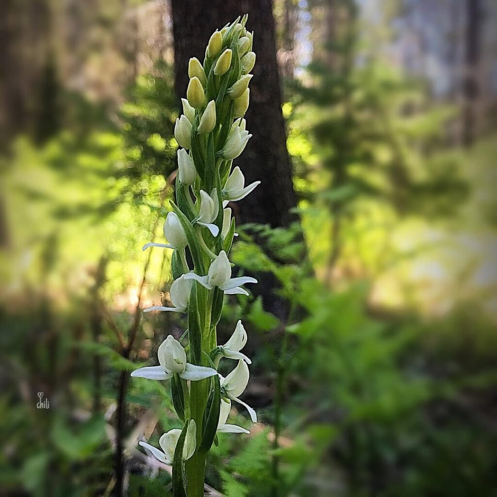 White Bog Orchid