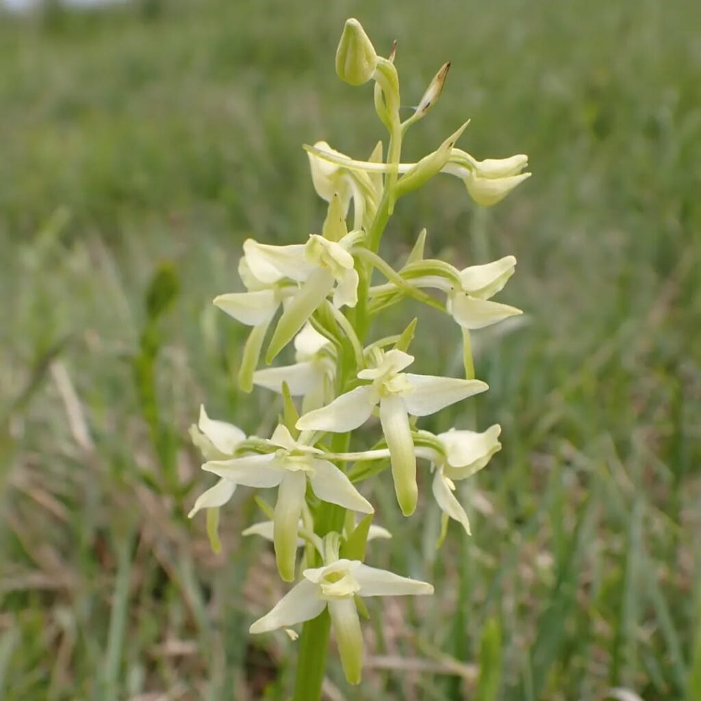 White Butterfly Orchid