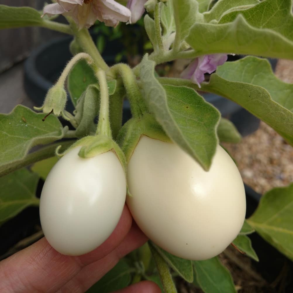 White Dwarf Eggplant