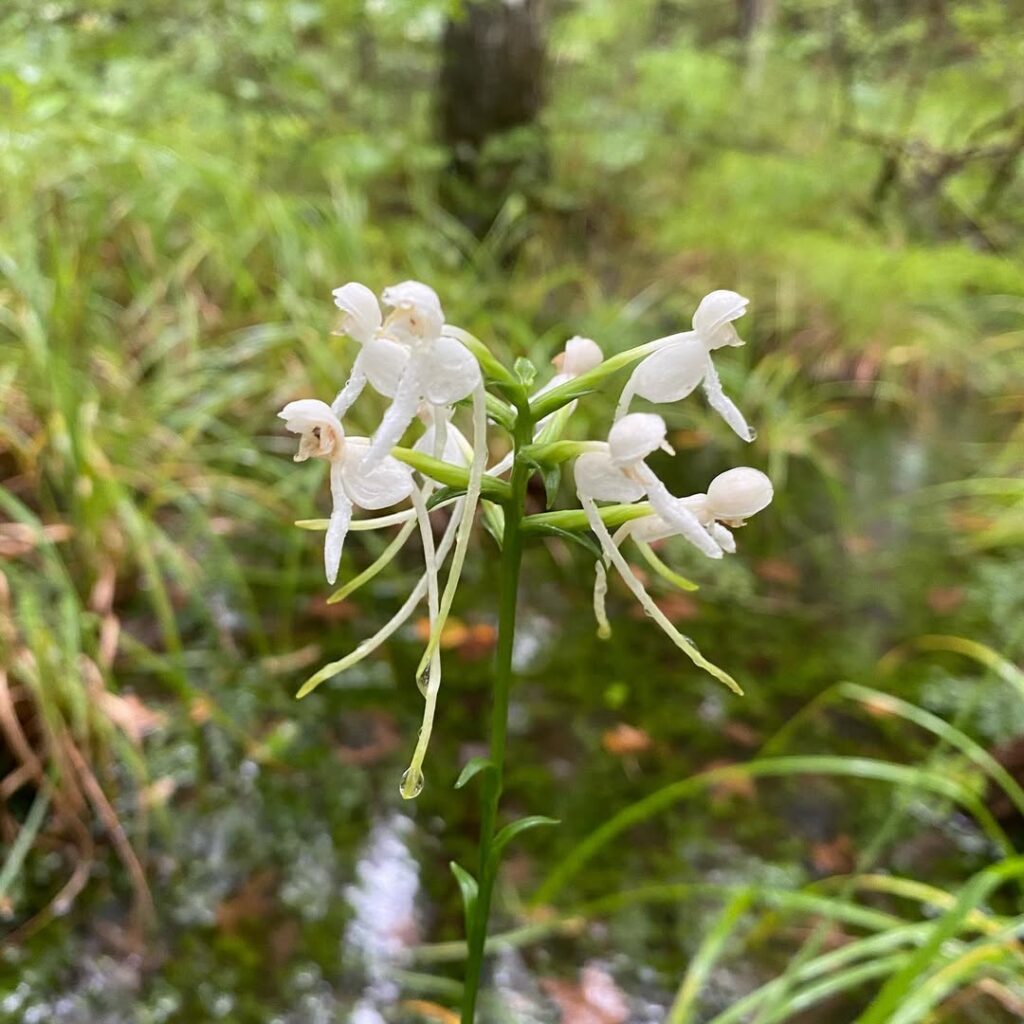 White Fringed Orchid