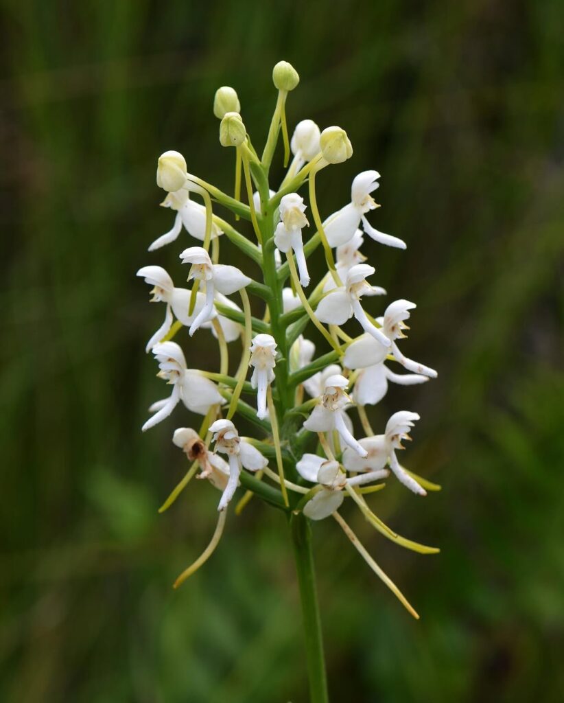 White Fringeless Orchid
