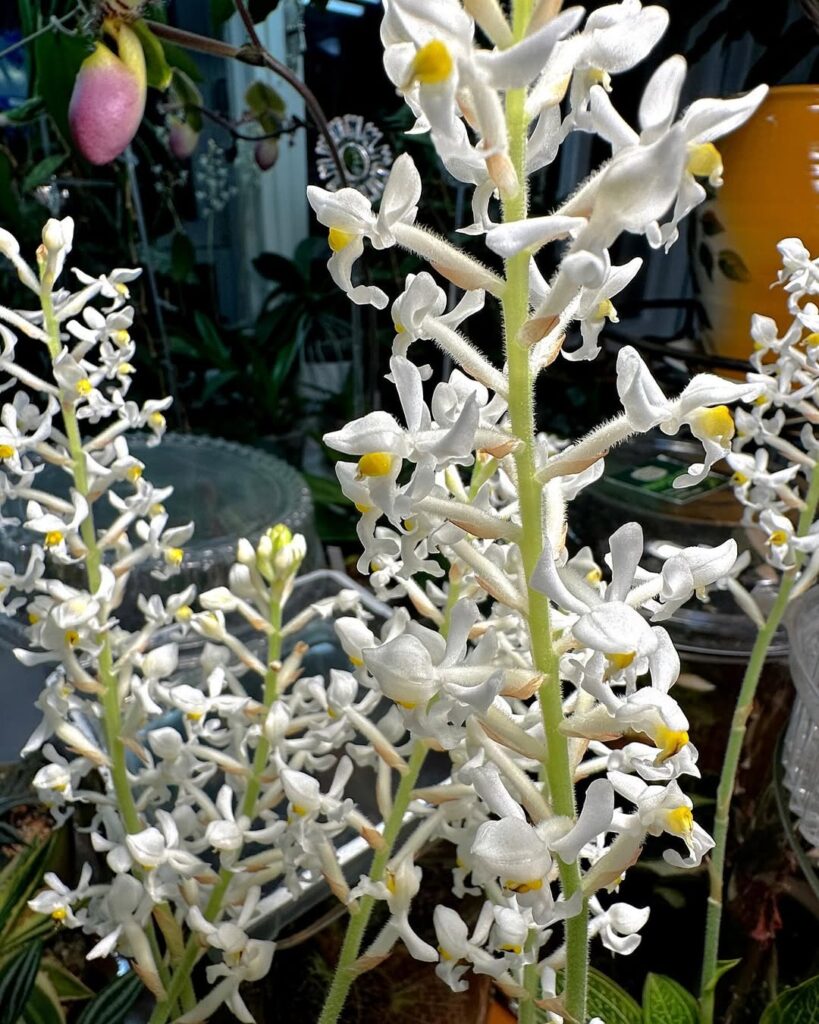 White Jewel Orchid