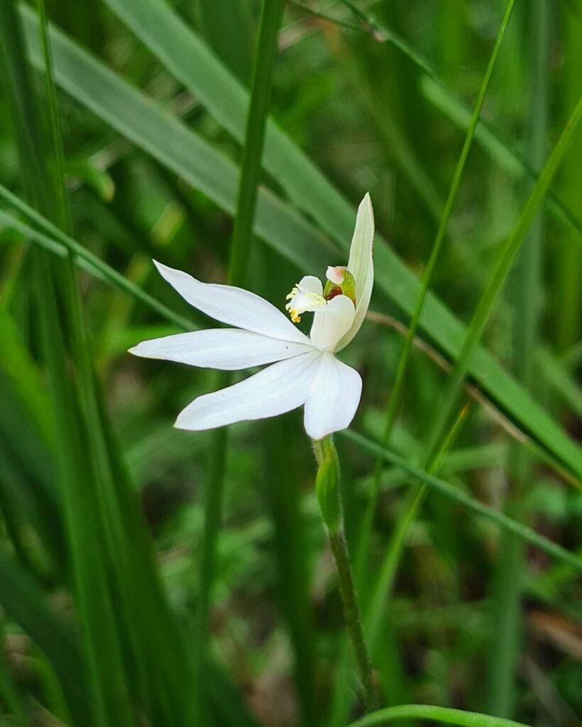 White Lady Orchid