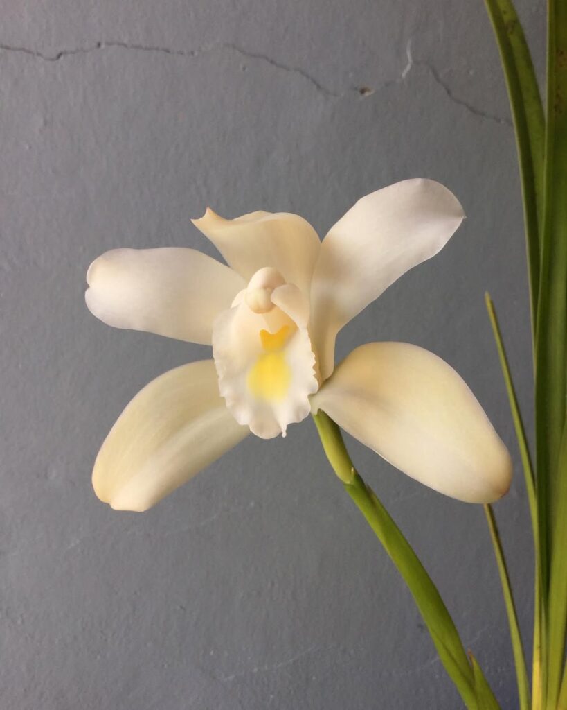 White Rain Orchid