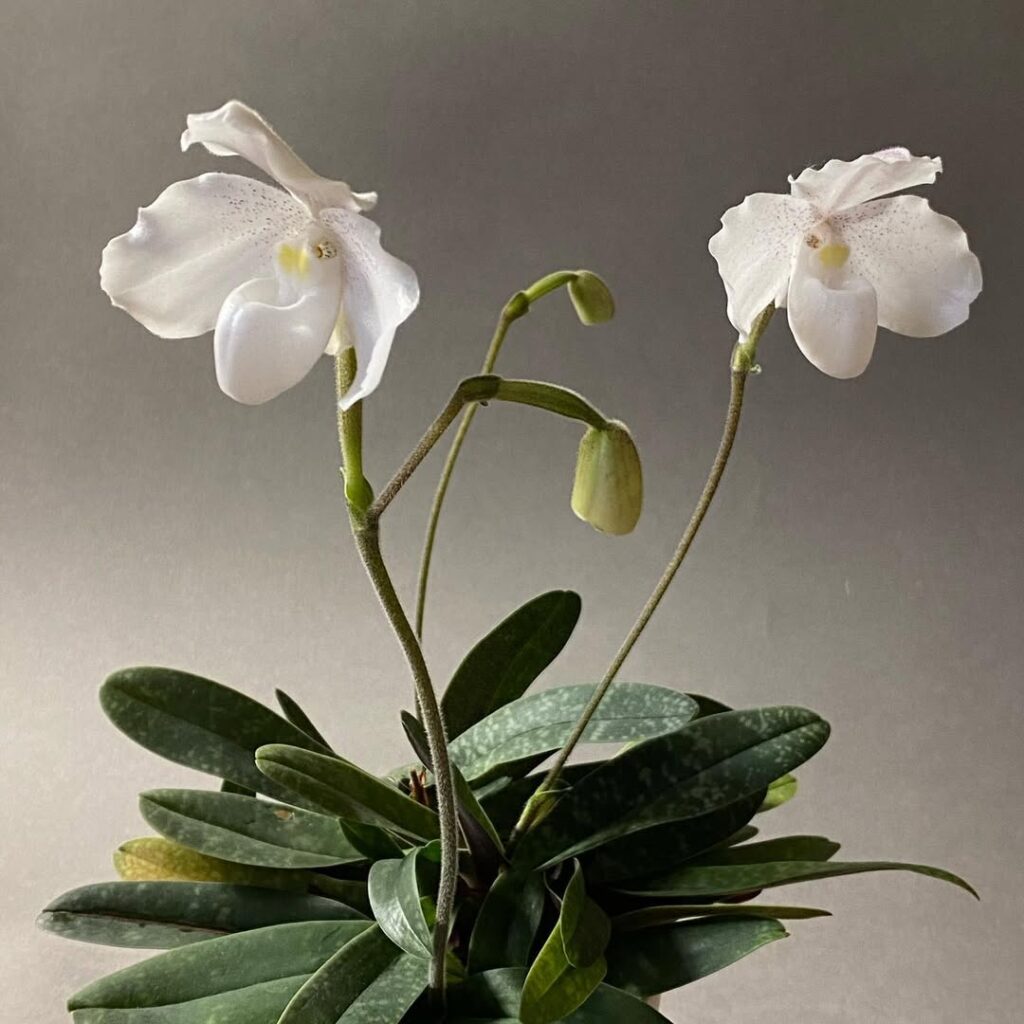 White Slipper Orchid