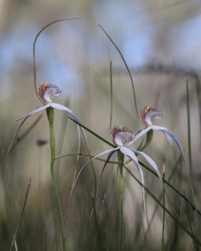 White Spider Orchid