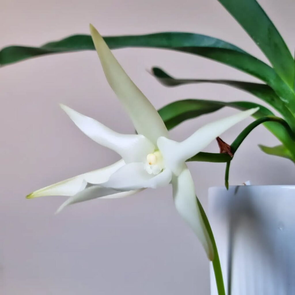 White Star Orchid