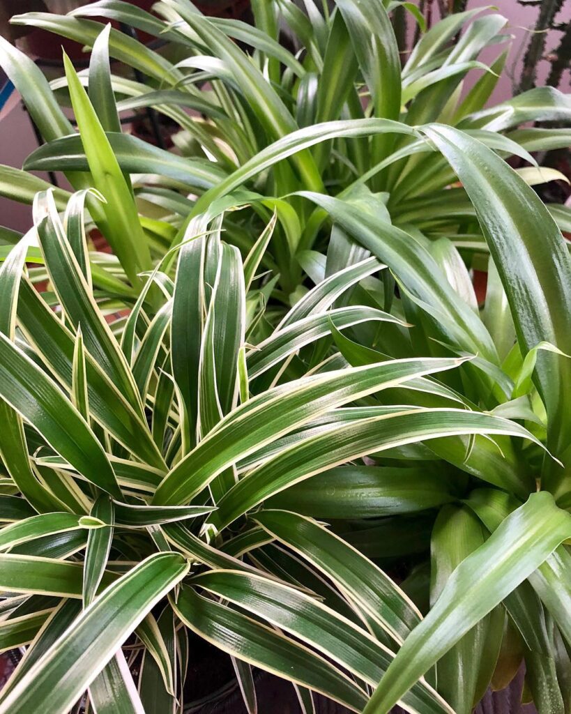 White Streaked Spider Plant
