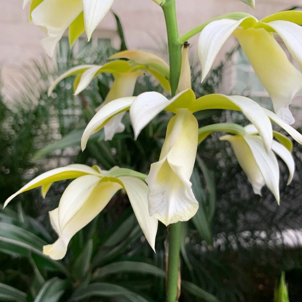 White Swamp Orchid