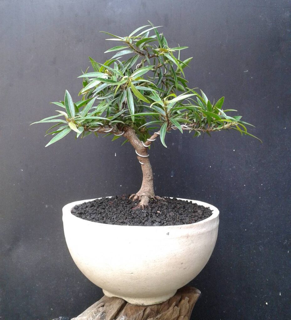 Willow Leaf Ficus