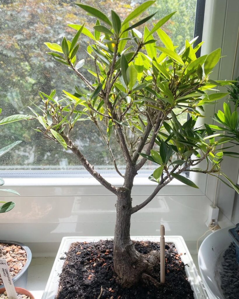 Willow Leaf Ficus Bonsai