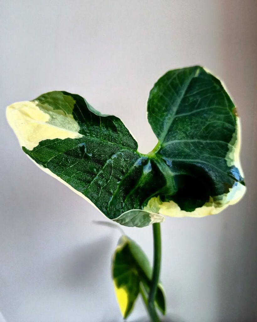 Xanthosoma sagittifolium