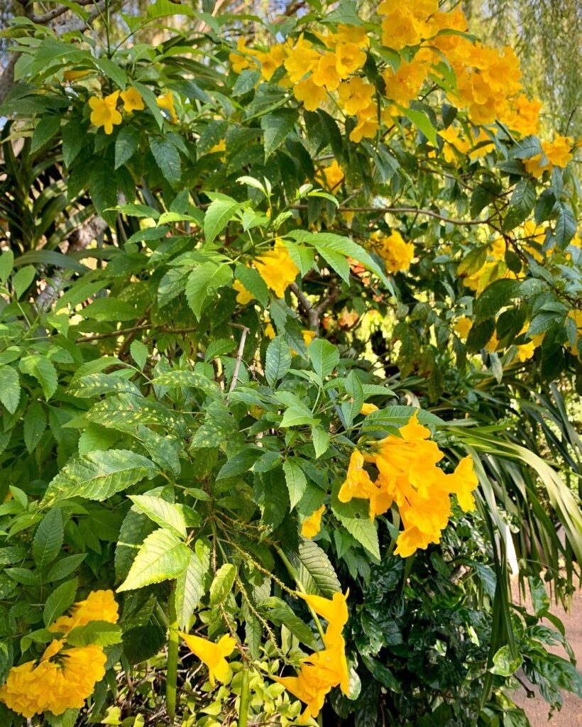Yellow Bells