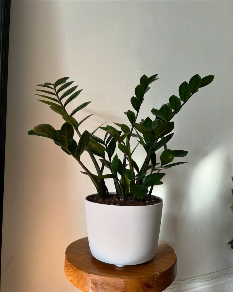 ZZ Plant