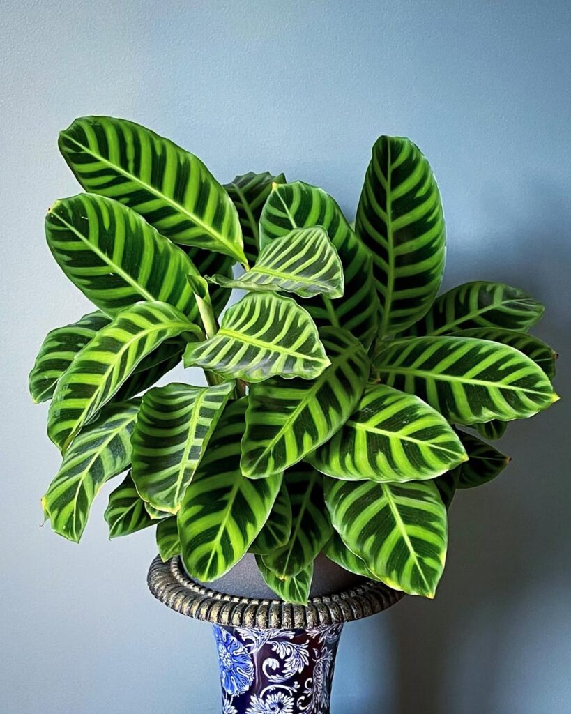 Zebra Plant