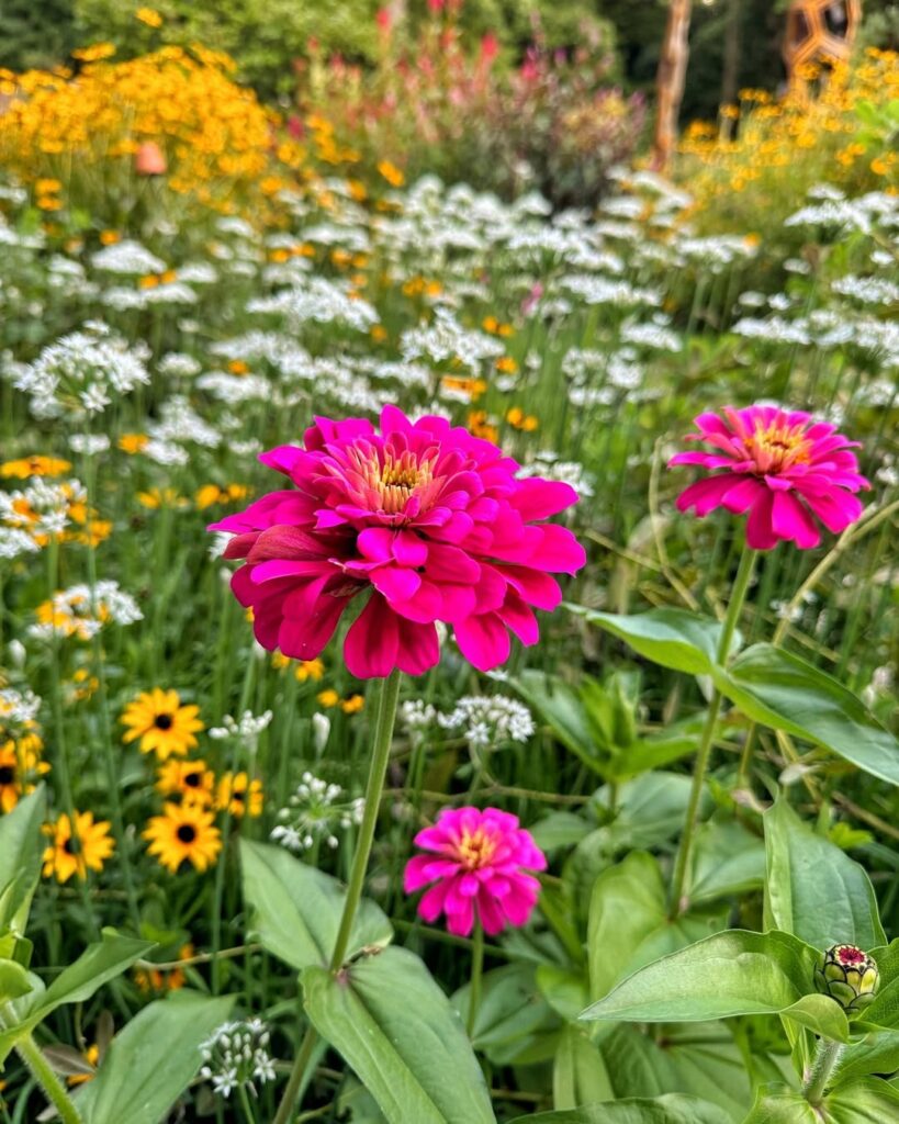 Zinnias