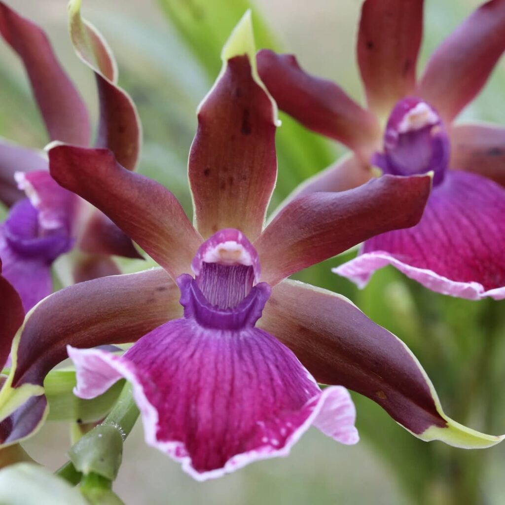 Zygopetalum hybrid