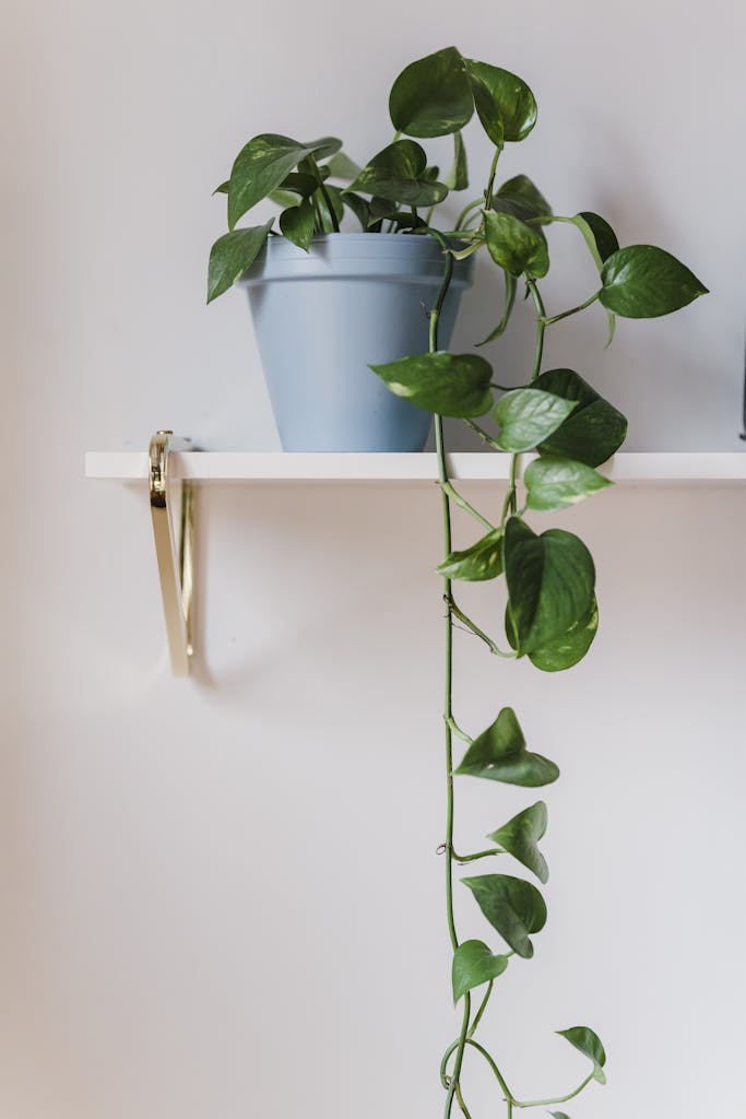 A vibrant green Scindapsus plant in a blue pot on a simple white shelf.