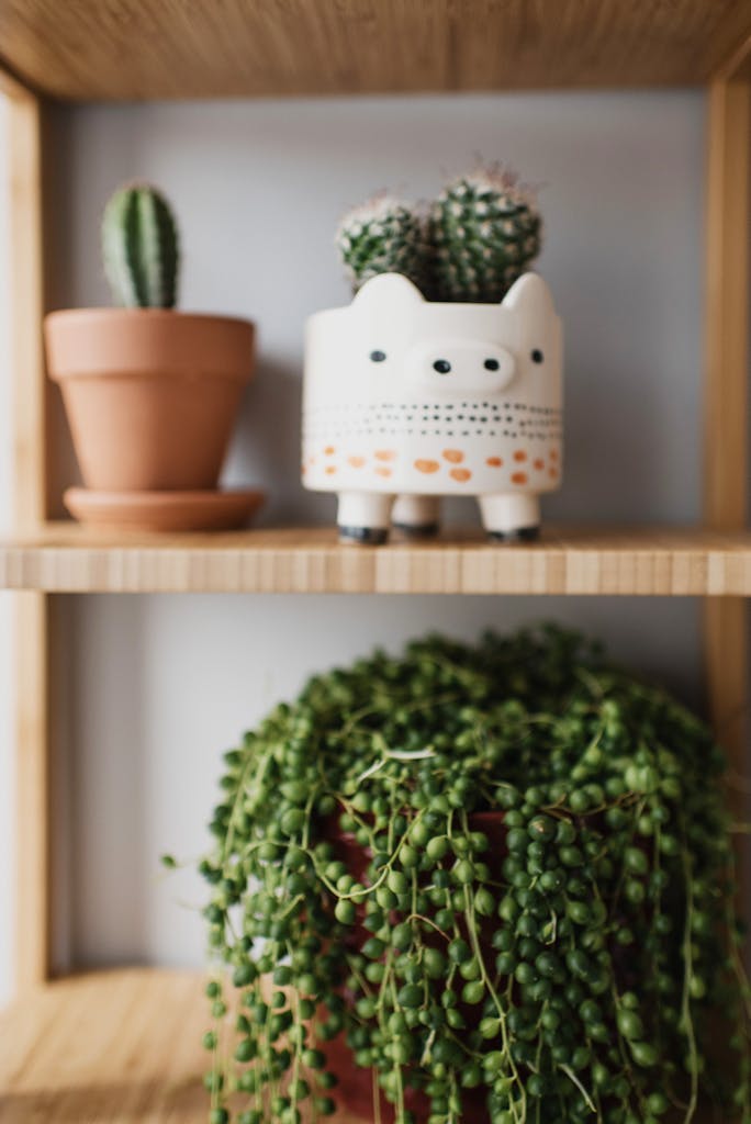 Adorable potted cacti and trailing succulent in decorative pots on a wooden shelf.