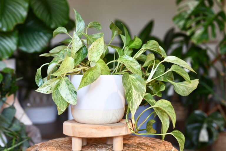 10 Affordable Options for Stunning Indoor Trailing Plants