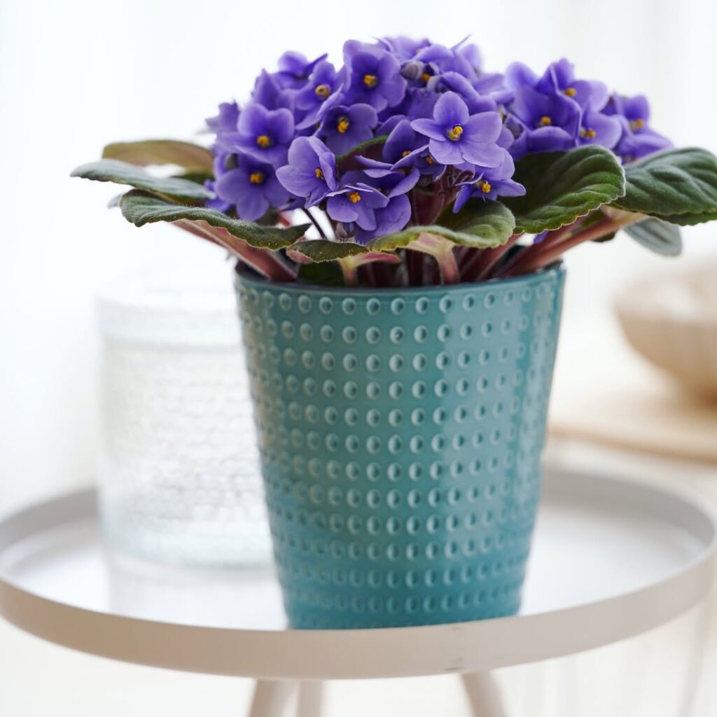 african violet